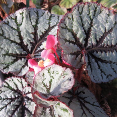 Begonia 'Fedor' , sin. Begonia 'Santos'