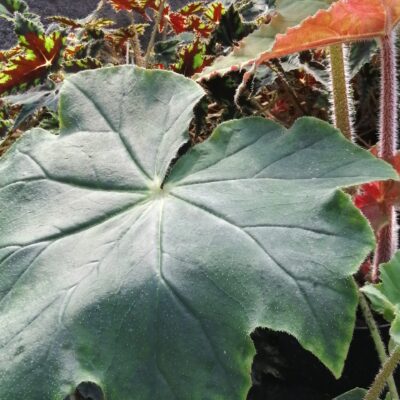 Begonia x ricinifolia 'Immense'