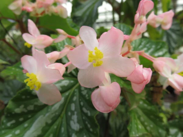 Begonia ‘Folia Love’, pianta da interno