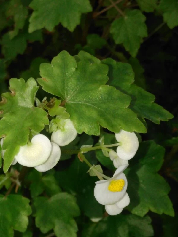 Begonia foliosa var. amplifolia, foto 4