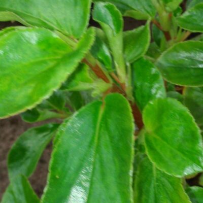 Begonia foliosa var. amplifolia