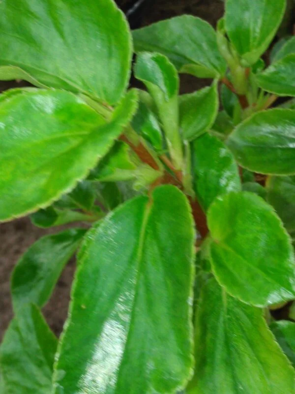 Begonia foliosa var. amplifolia, pianta da interno