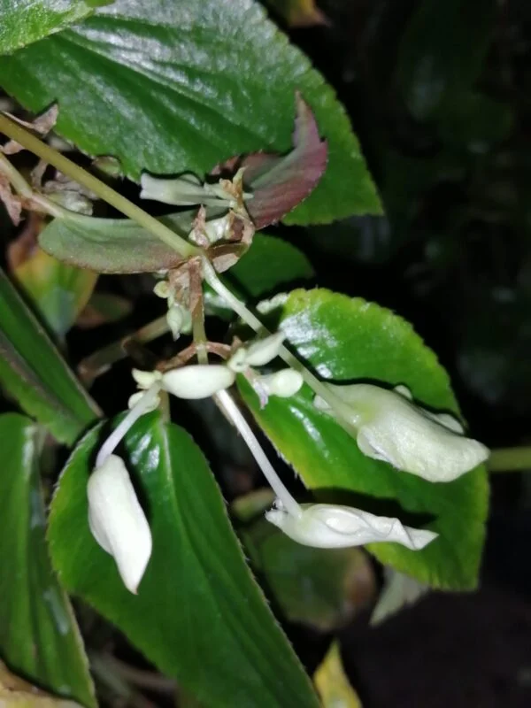 Begonia foliosa var. amplifolia, foto 2