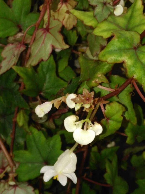 Begonia foliosa var. amplifolia, foto 3