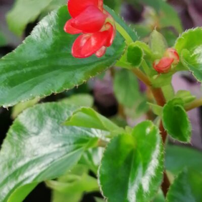 Begonia foliosa var. miniata