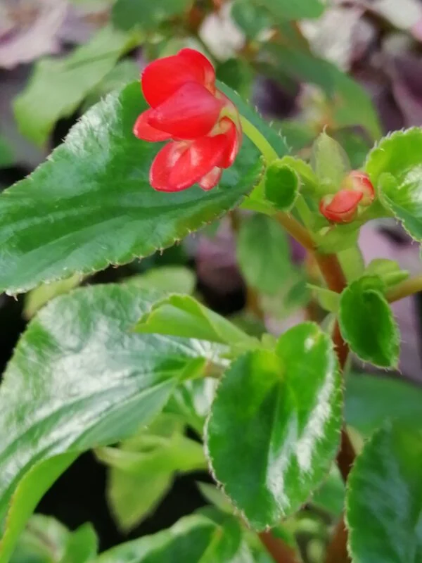 Begonia foliosa var. miniata, pianta da interno