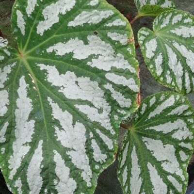Begonia Freda