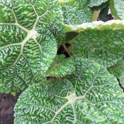 Begonia gehrtii, Irmscher