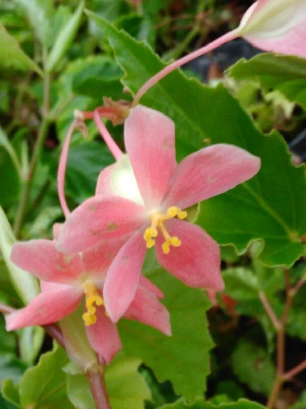 Begonia glabra, foto 2