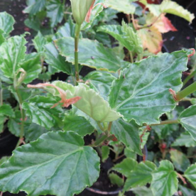 Begonia glabra