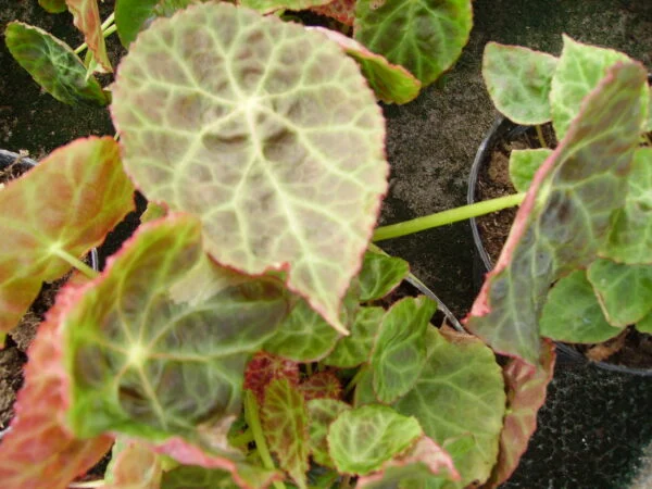 Begonia goegoensis, N.E. Brown, foto 6
