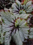 Begonia 'Green Gold'