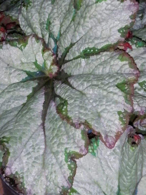 Begonia 'Green Gold', foto 2