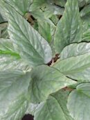 Begonia hatacoa 'Silver'