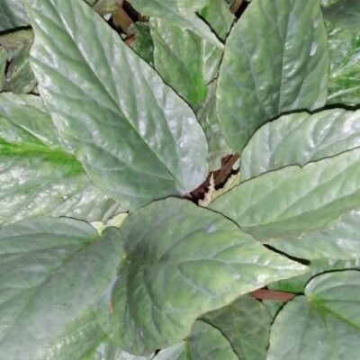 Begonia hatacoa 'Silver'