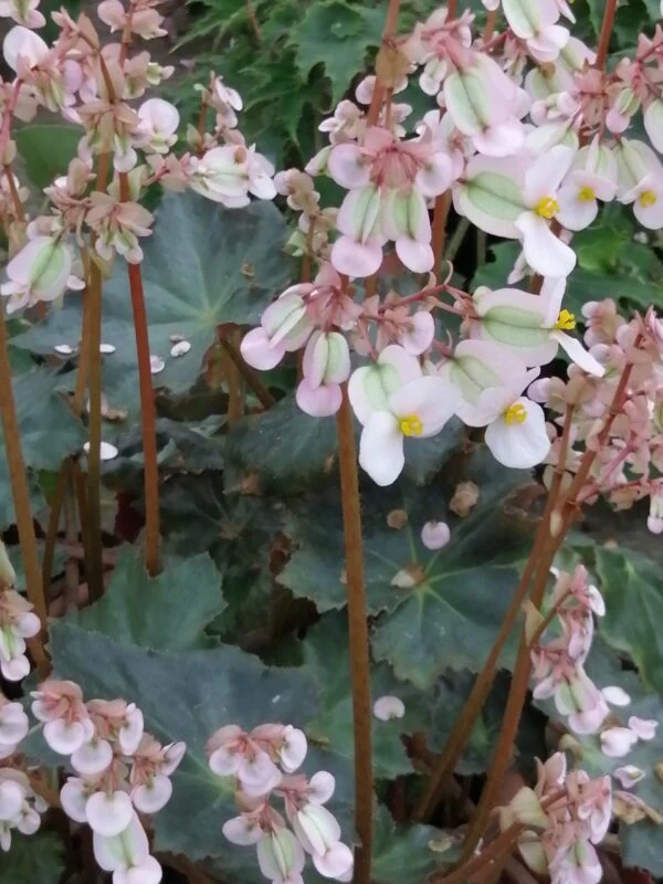 Begonia 'Heracleicotyle' sin. 'Mrs Townsend', foto 2