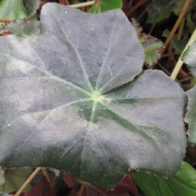 Begonia 'Heracleicotyle' sin. 'Mrs Towsend'