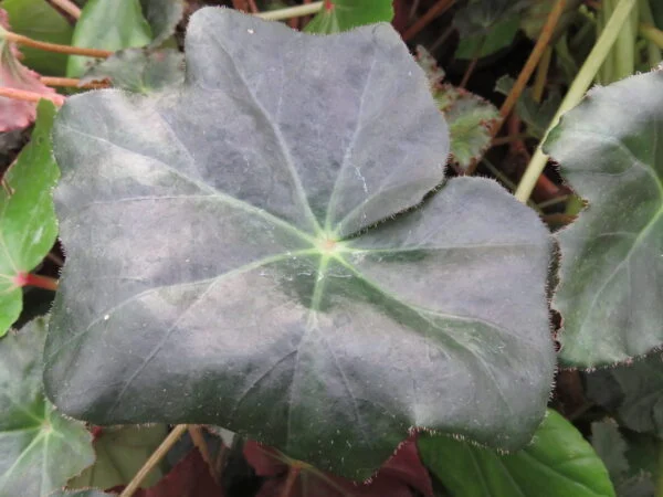 Begonia 'Heracleicotyle' sin. 'Mrs Townsend', pianta da interno