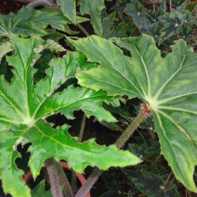 Begonia heracleifolia