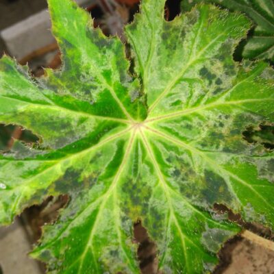 Begonia heracleifolia Nigricans