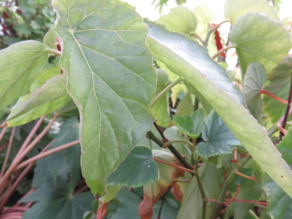 Begonia humbertii, pianta da interno