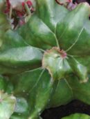 Begonia 'Erythrophylla Helix'