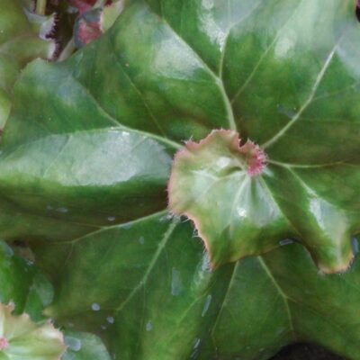 Begonia 'Erythrophylla Helix'