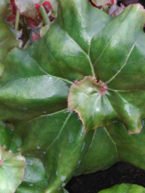 Begonia 'Erythrophylla Helix', pianta da interno