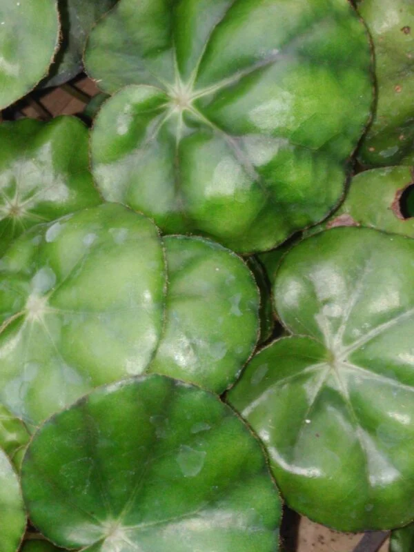 Begonia hydrocotylifolia, foto 4