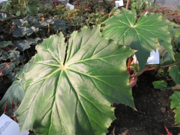 Begonia 'Immense', pianta da interno