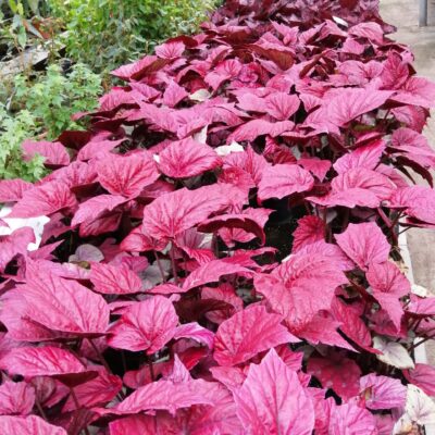 Begonia 'Inca Flame'