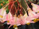 Begonia 'Irene Nuss'