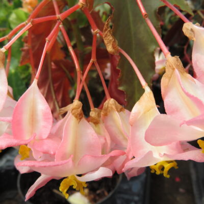 Begonia 'Irene Nuss'