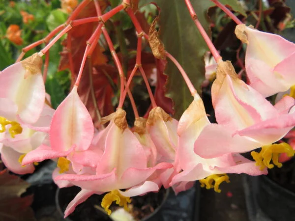 Begonia 'Irene Nuss', pianta da interno