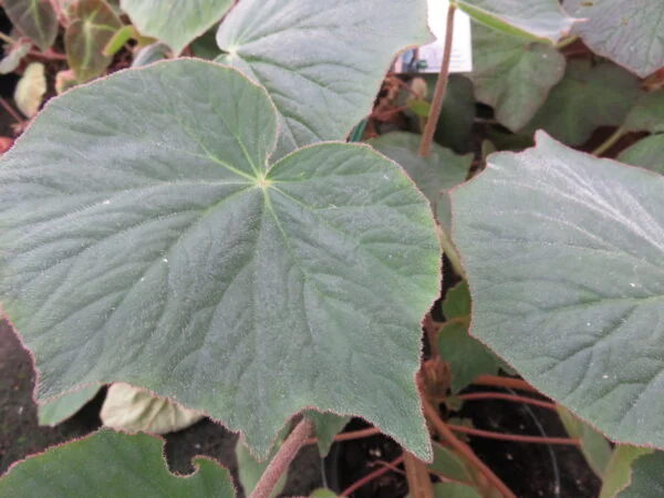 Begonia itaguassuensis, pianta da interno