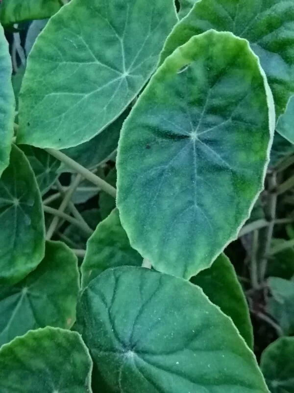 Begonia kellermanii, pianta da interno