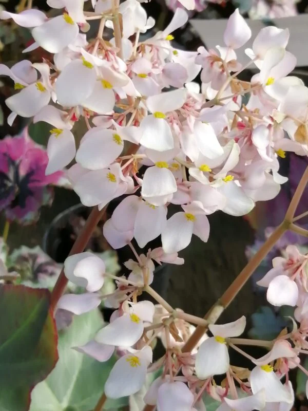 Begonia kenworthyae, foto 4