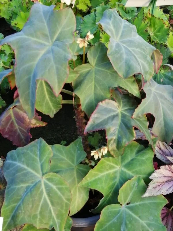 Begonia kenworthyae, foto 3