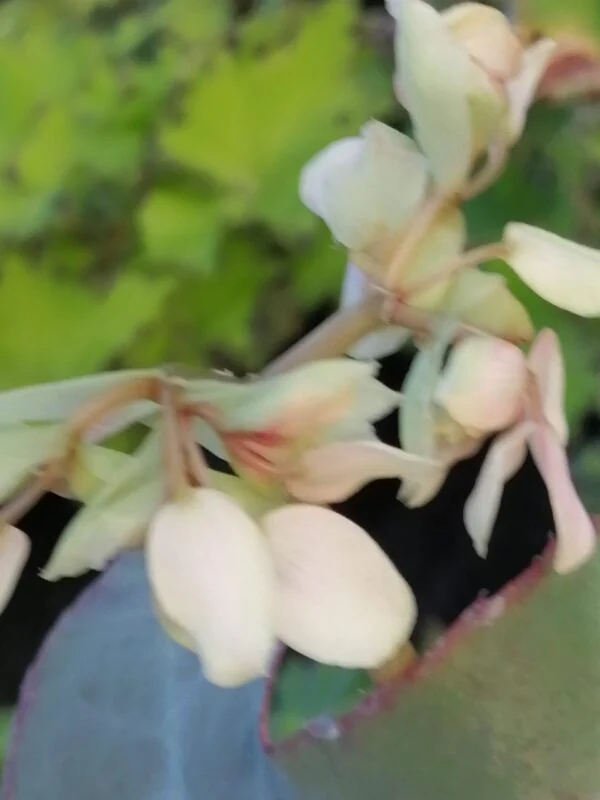 Begonia kenworthyae, foto 2