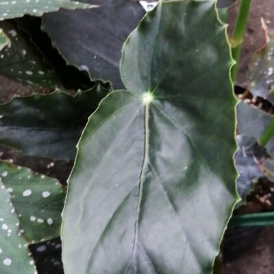 Begonia Cherry Obuena