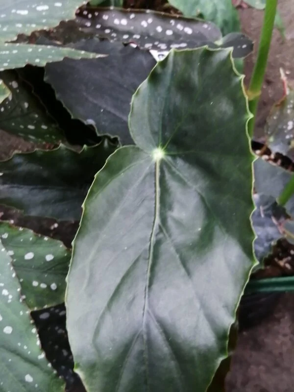Begonia Cherry Obuena, pianta da interno