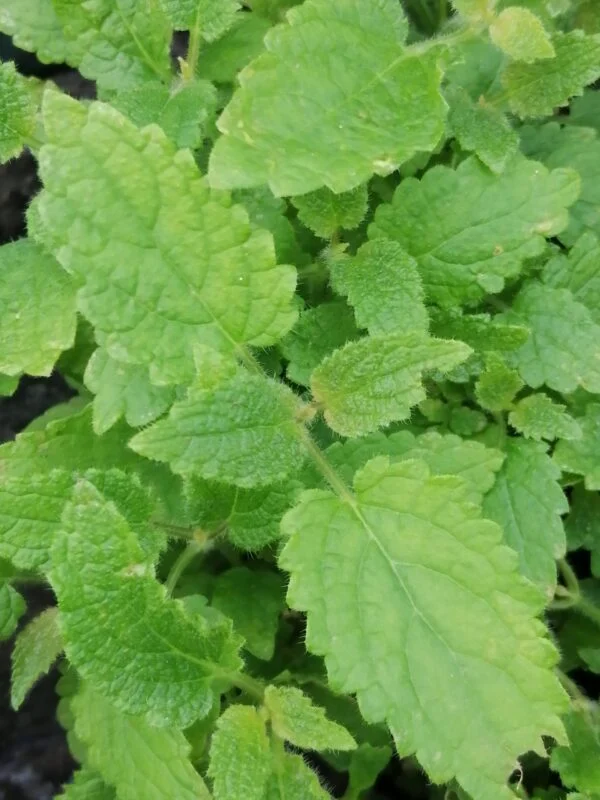 Begonia Kristy, foto 3
