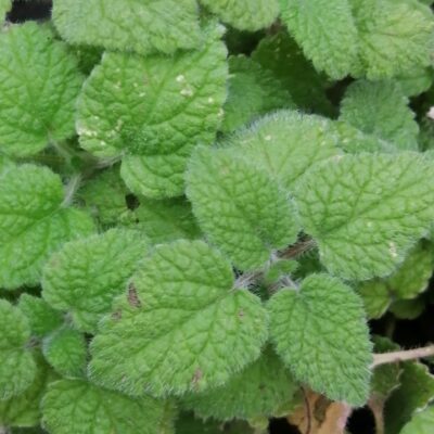 Melissa officinalis ssp.altissima, melissa al mandarino