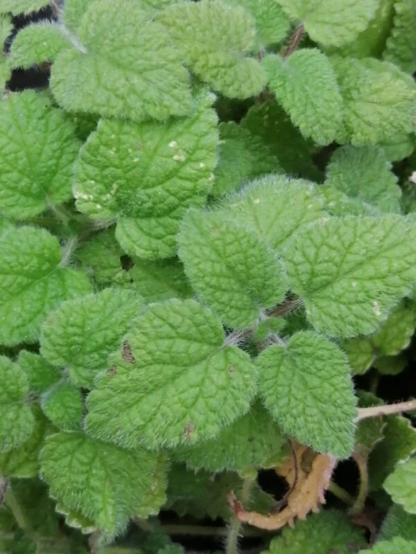 Begonia Kristy, foto 5
