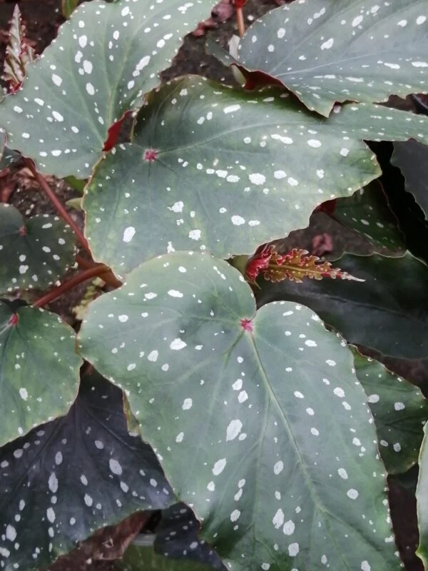 Begonia Kristy, pianta da interno