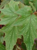 Begonia 'Astrida'
