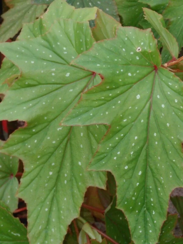 Begonia ‘Astrida’, pianta da interno