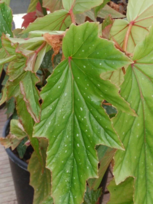Begonia Lana, foto 6