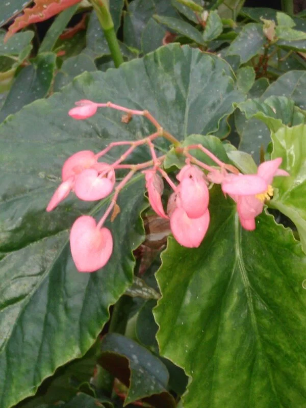 Begonia Lana, foto 7