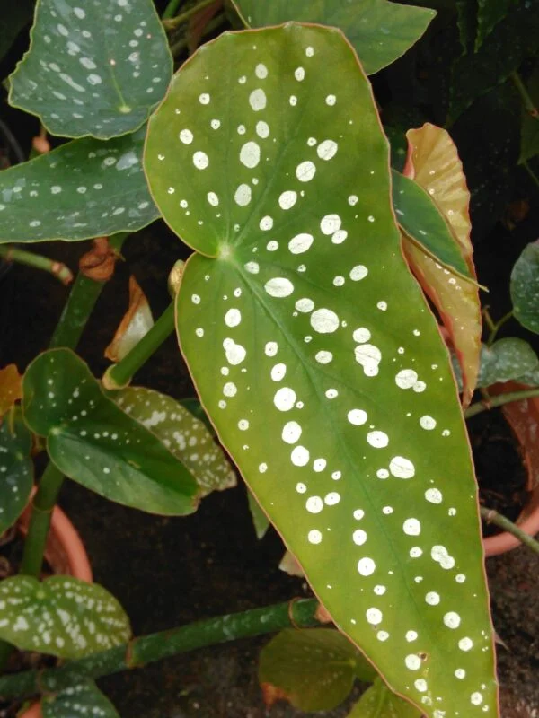 Begonia Lana, foto 8
